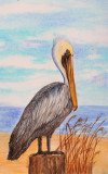 Paul the Pelican