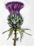 Scottish Thistle