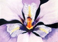 Wild Iris
