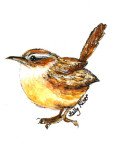 Wren