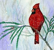 Backyard Cardinal