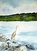 Blue Heron