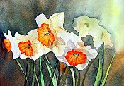 Daffodils