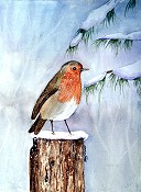English Christmas Robin