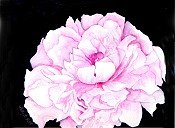 Pink Peony