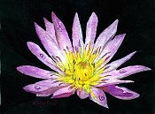 Purple Water Lily