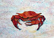 Red Crab