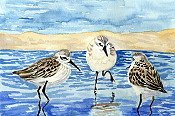 Sandpipers