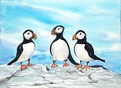 Scottish Puffins