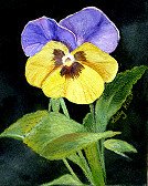Tri Delta Pansy