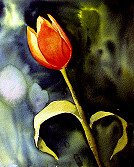 Tulip