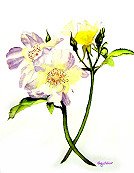 Wild Roses
