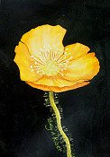 Yellow Poppy