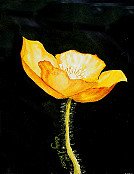 Yellow Poppy 2