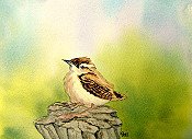 Carolina Wren