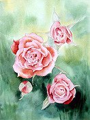 Coral Roses