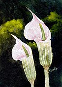 Calla Lillies