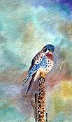Kestral