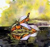Spring Island Turtles
