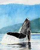 Whale Breeching