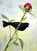 Black Bird