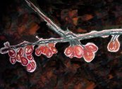 Iced Berries