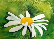 One Daisy