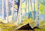 Birches