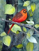 Cardinal