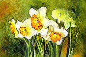 Daffodil