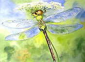 Dragon Fly