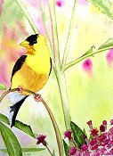 Goldfinch