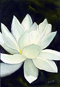 Little Water Lily