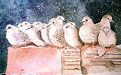 Pigeons In A Row