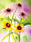 Pink Daisies