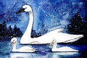 Swans