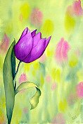 Tulip