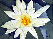 Water  Lily