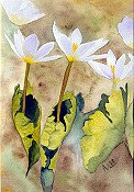 White Flowers