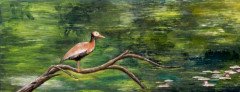 Wood-Duck-in-Bayou
