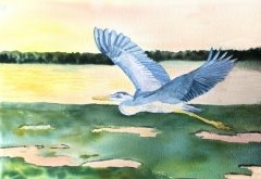 Great Grey Heron