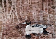 Northern Pintail