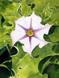 Jimson Weed