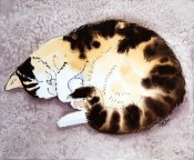 rmm cat nap