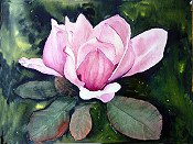 Water Lily