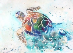 Emerging Turtle