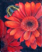 Red Asters with Butterfly
