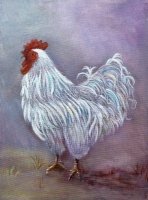 White Rooster