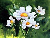 Daisy