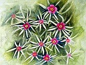 Andrews Flowers